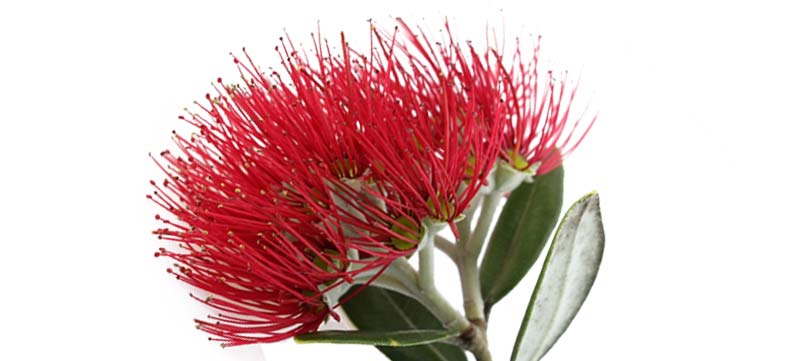 Pohutukawa flower